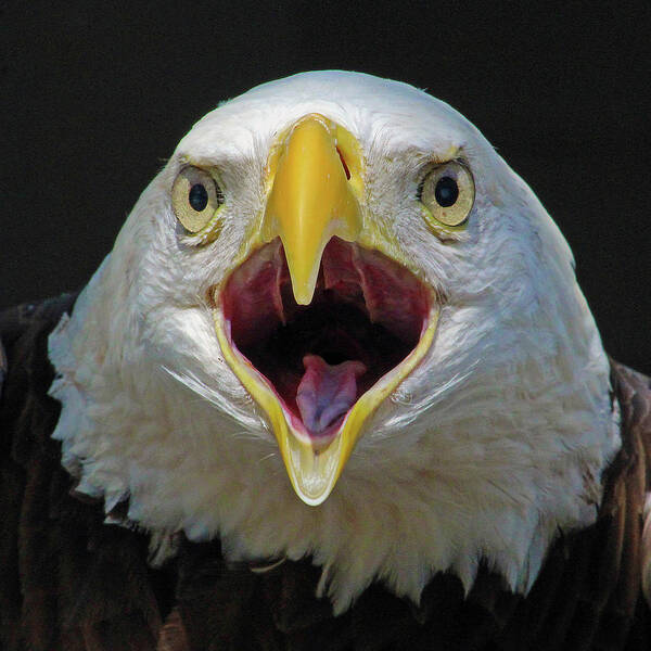 Eagle Poster featuring the photograph Screaming Eagle by Michael Allard