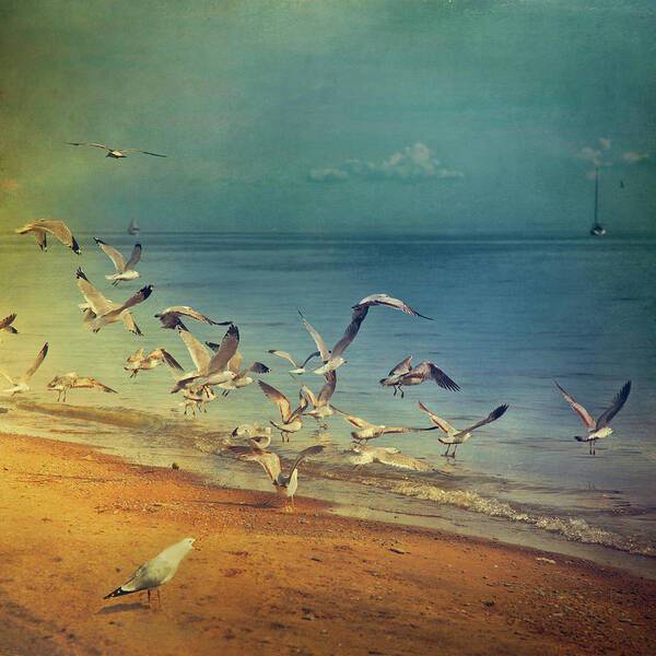 Scenics Poster featuring the photograph Seagulls Flying by Istvan Kadar Photography