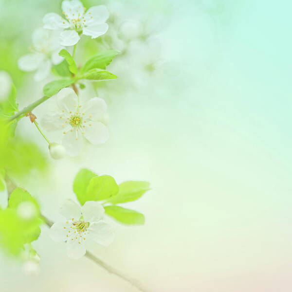 Easter Poster featuring the photograph Selective Focus Close Up Of Spring by Jeja
