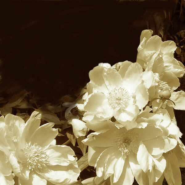 Modern Poster featuring the photograph Sepia Peonies II by Chariklia Zarris