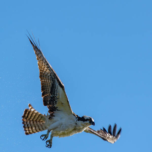 Osprey Poster featuring the photograph Shake it Off 6 by Douglas Killourie