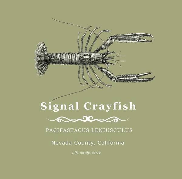Crayfish Poster featuring the digital art Signal Crayfish by Lisa Redfern