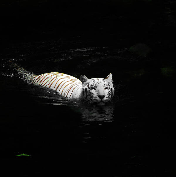 White Tiger Poster featuring the photograph Singapore Tiger by C.friedrichs