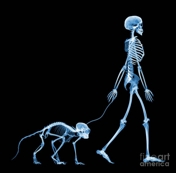 Radiography Poster featuring the photograph Skeleton Walking A Marmoset by D. Roberts/science Photo Library