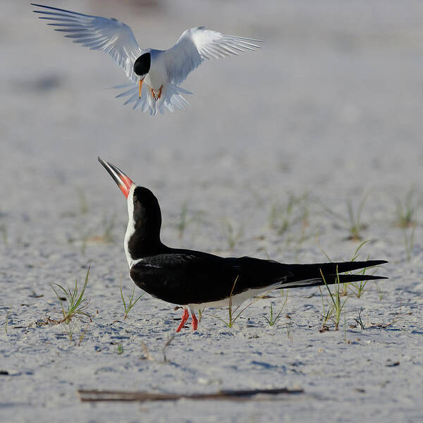 Shorebirds Poster featuring the photograph Skimmer Vs Least Tern by JASawyer Imaging