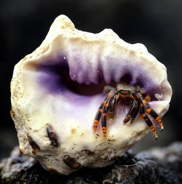 Hermit Crab Poster featuring the photograph Small Hermit Crab by Christopher Johnson