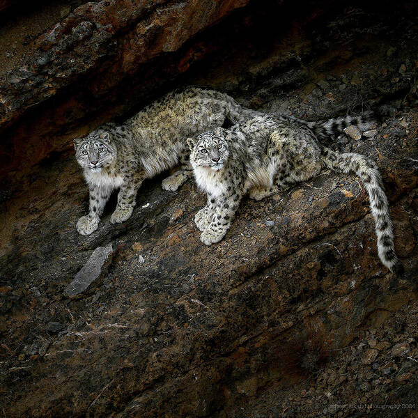 Animal Poster featuring the photograph Snow Leopards by Puneet Sikand