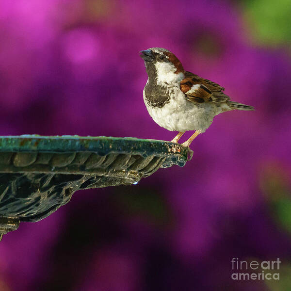Feather Poster featuring the photograph Spanish Sparrow and Iron Fountain by Pablo Avanzini