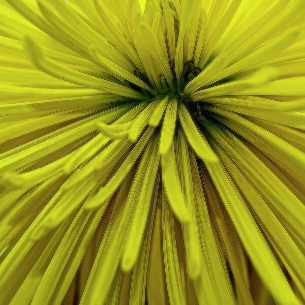 Flower Poster featuring the photograph Spider Mum 3983 by Cathy Kovarik