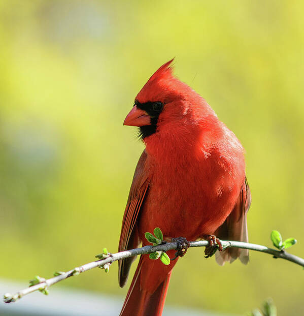 Red Poster featuring the photograph Spring Cardinal by James Canning