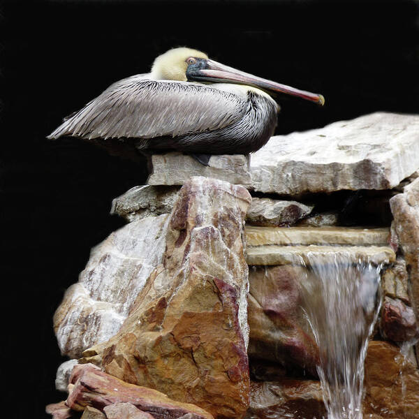Tropical Poster featuring the mixed media Squatting Pelican by Sharon Williams Eng
