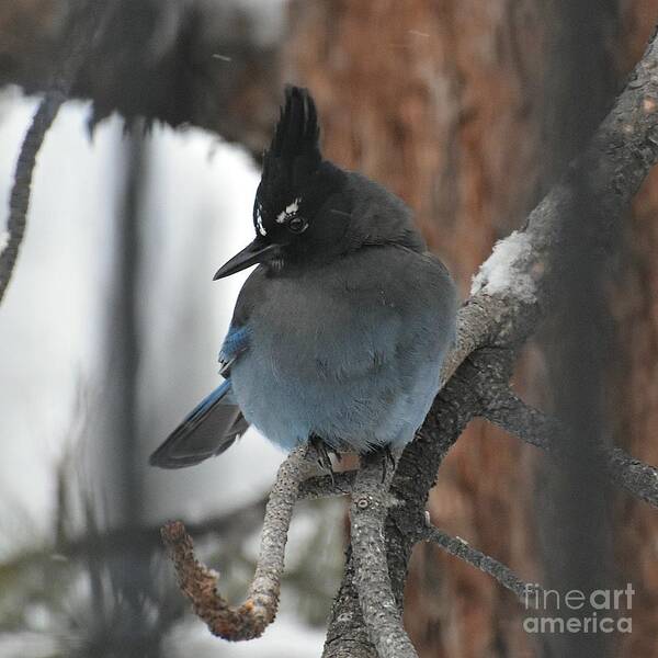 Stellar's Jay Poster featuring the photograph Stellar's Jay in Pine by Dorrene BrownButterfield