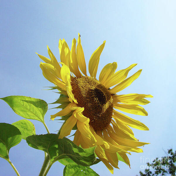 Sunflower Poster featuring the photograph Sunflower 48 by Amy E Fraser