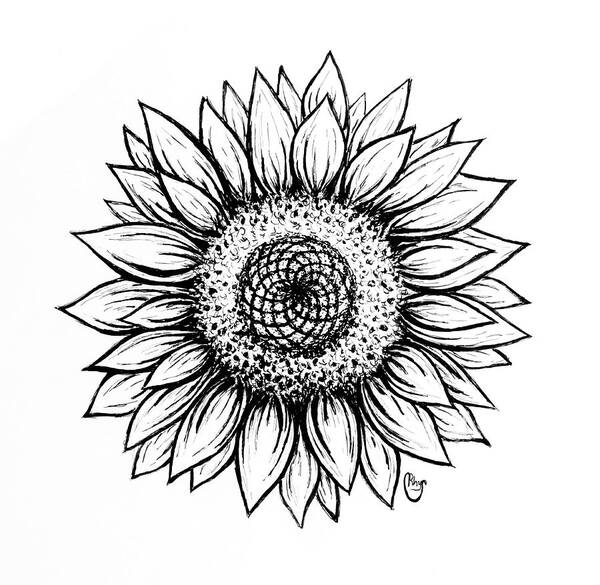 Pen And Ink Poster featuring the drawing Sunflower by Bari Rhys