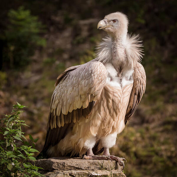 Vulture Poster featuring the photograph Sunset Vulture Portrait by Sebastian Graf