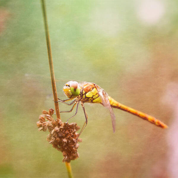 Dragonfly Poster featuring the photograph Sympetrum Vulgatum by Jaroslav Buna