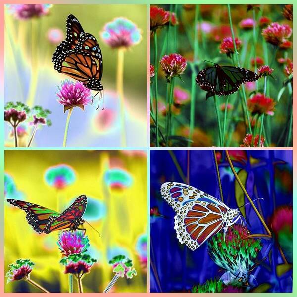 The Butterfly Collection Poster featuring the photograph The Butterfly Collection 1. by Tom Kelly