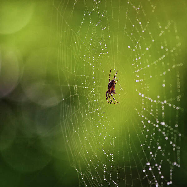 Spider Poster featuring the photograph The great architect in the morning light by Tatiana Travelways