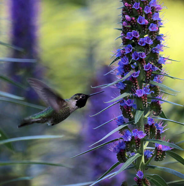 Bird
Hummingbird
Plant
Pollination
Nature
Spring
Seasons Poster featuring the photograph The Hummingbird In The Echium by Robin Wechsler