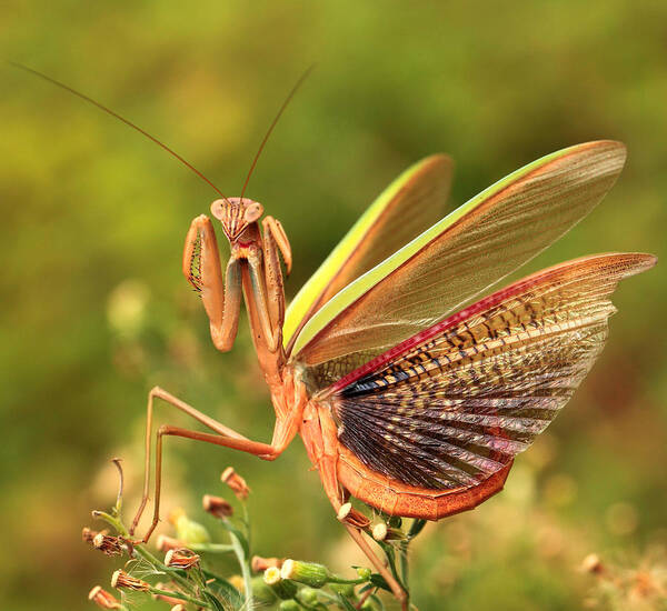 Macro Poster featuring the photograph The Mantis Spreads Its Tail by Liangdawei