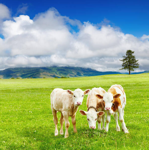 Landscape Poster featuring the photograph Three Calves On The Meadow by DPK-Photo