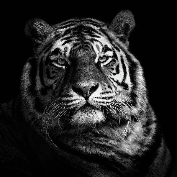 Tiger Poster featuring the photograph Tiger by Christian Meermann