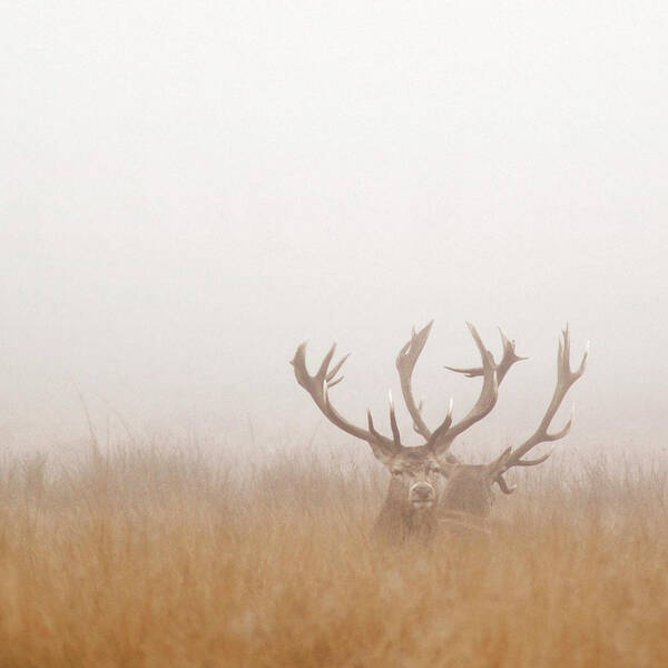 Grass Poster featuring the photograph Two Stag Deer Resting In Field On Foggy by Beholdingeye