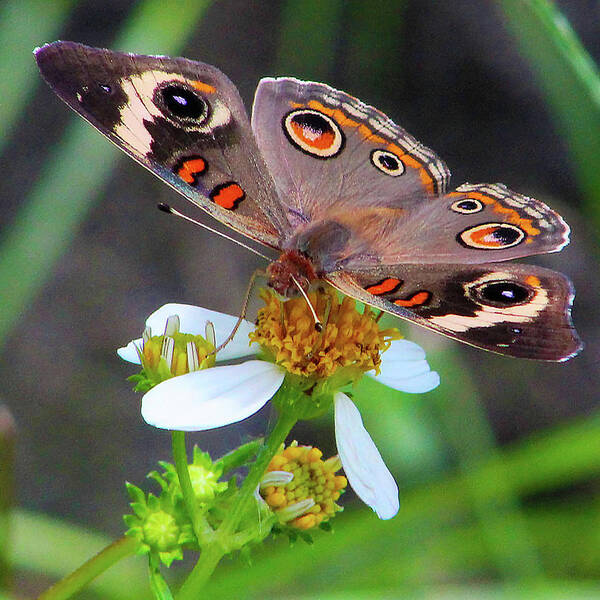 Butterfly Poster featuring the photograph Uncommon Buckeye by Michael Allard