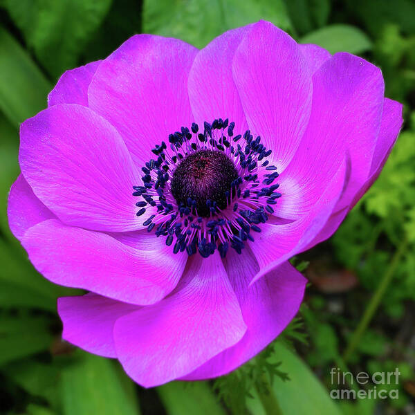 Flower Poster featuring the photograph Vibrant Fuschia Anemone by Sue Melvin