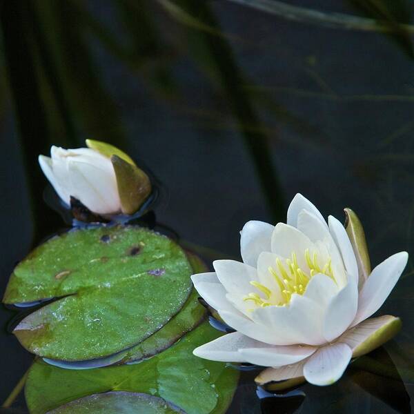 New Mexico Poster featuring the photograph Water Lilies by Seldom Scene Photography