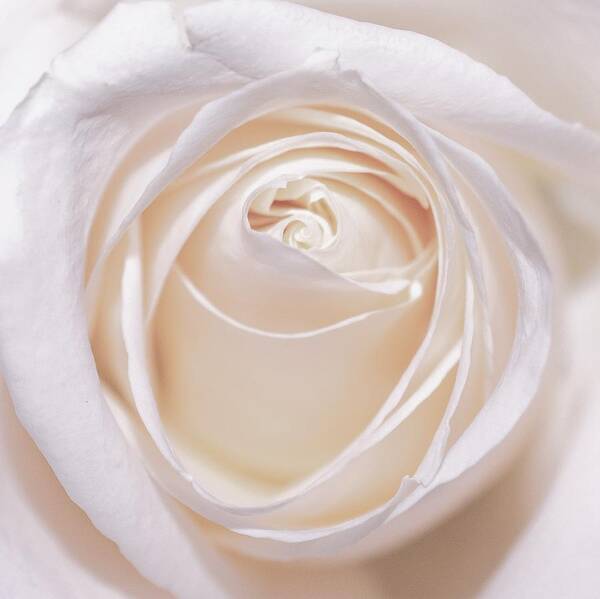 White Rose Poster featuring the photograph White Rose Square by Mary Ann Artz