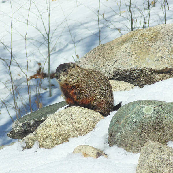 Groundhog Poster featuring the photograph Winter Groundhog by Amy E Fraser