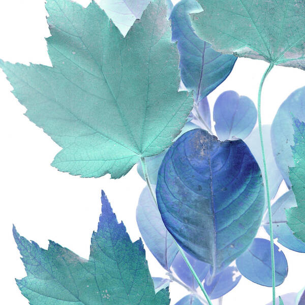 Botanical Poster featuring the painting Xray Leaves Iv by Vision Studio