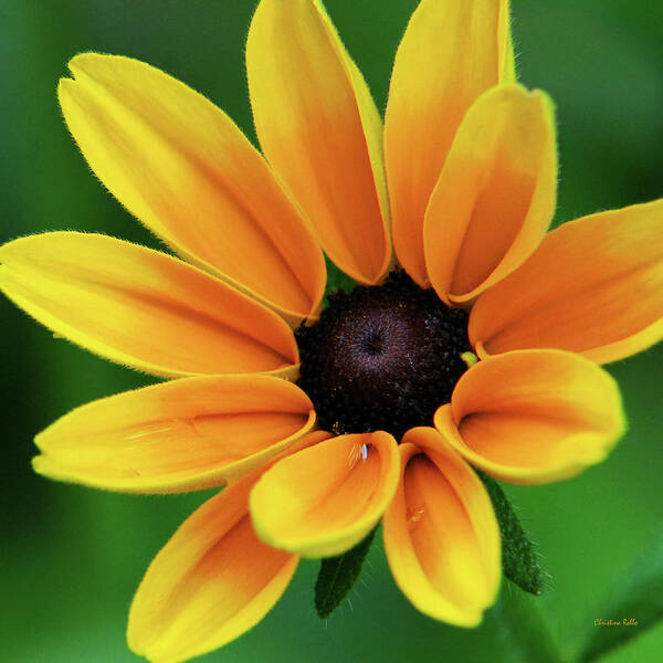 Yellow Flowers Poster featuring the photograph Yellow Flower Black Eyed Susan by Christina Rollo