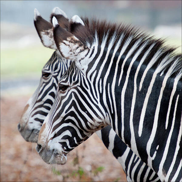 Animal Themes Poster featuring the photograph Zebra by Bronco - J. Heiligensetzer