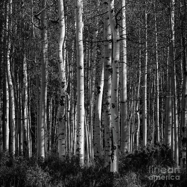 Colorado Poster featuring the photograph Aspen Forest #1 by Doug Sturgess