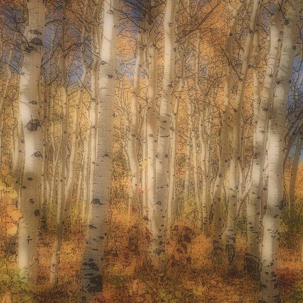Aspen Poster featuring the photograph Aspen Grove #1 by Dan Eskelson