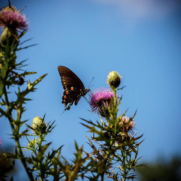 Butterfly Poster featuring the photograph Butterfly #1 by David Beechum