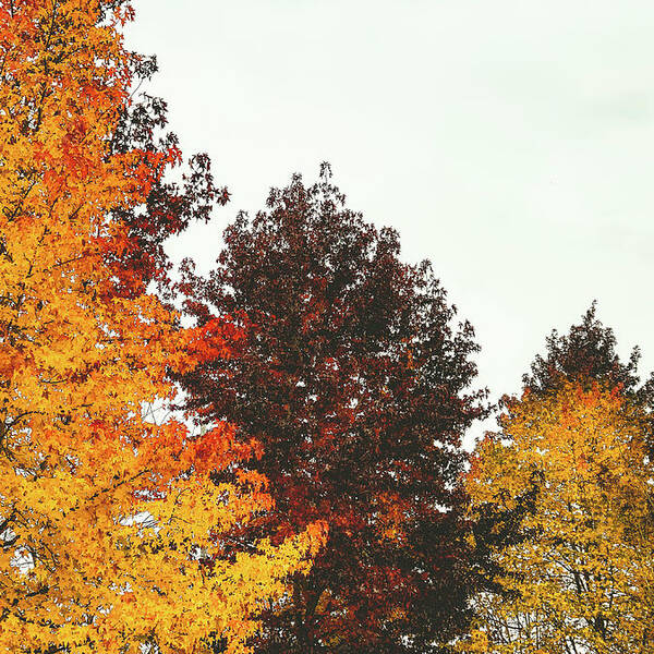 Trees Poster featuring the photograph Fall #1 by Anamar Pictures