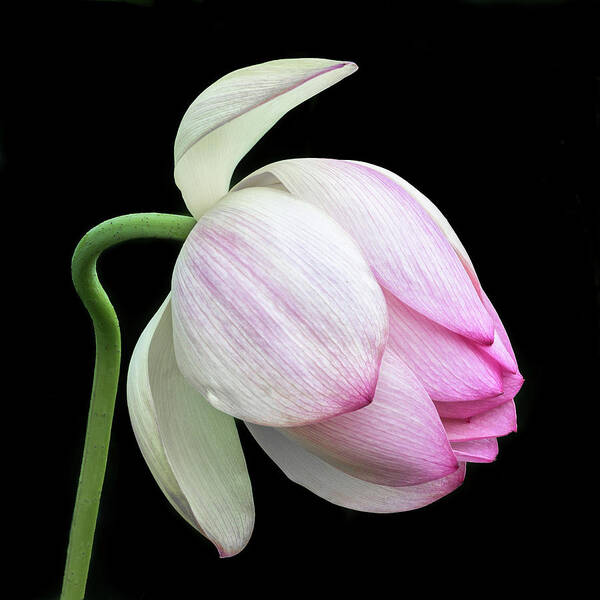 Lotus Poster featuring the photograph Gentle Beauty #2 by Elvira Peretsman