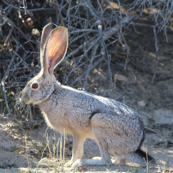 Jack Rabbit Poster featuring the photograph Jack Rabbit #1 by Perry Hoffman