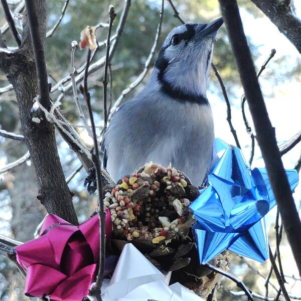 Maine Blue Jay Christmas Celebration Poster featuring the photograph Maine Blue Jay Christmas Celebration #1 by Mike Breau