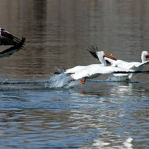 Pelican Poster featuring the photograph Scatter #1 by Jim Garrison