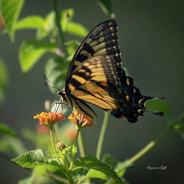 Photograph Poster featuring the photograph Tiger Swallowtail Butterfly III #1 by Suzanne Gaff