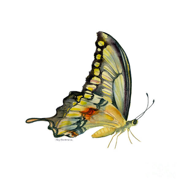 Swallowtail Butterfly Poster featuring the painting 104 Perched Swallowtail Butterfly by Amy Kirkpatrick