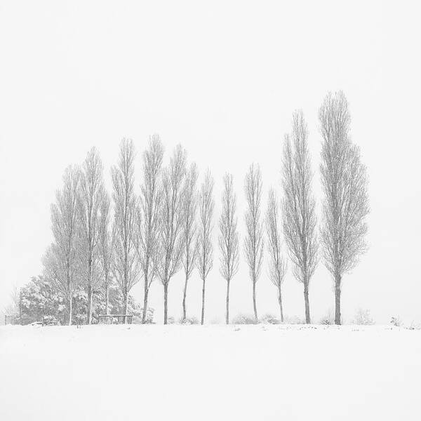 Trees Poster featuring the photograph 13 Trees Under the Snowfall by Stefano Orazzini