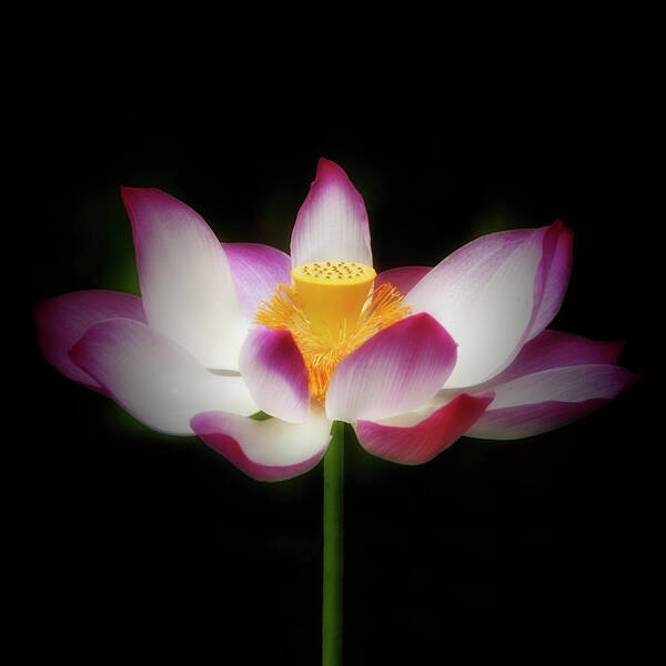 Flower Poster featuring the photograph Lotus #3 by Louise Tanguay