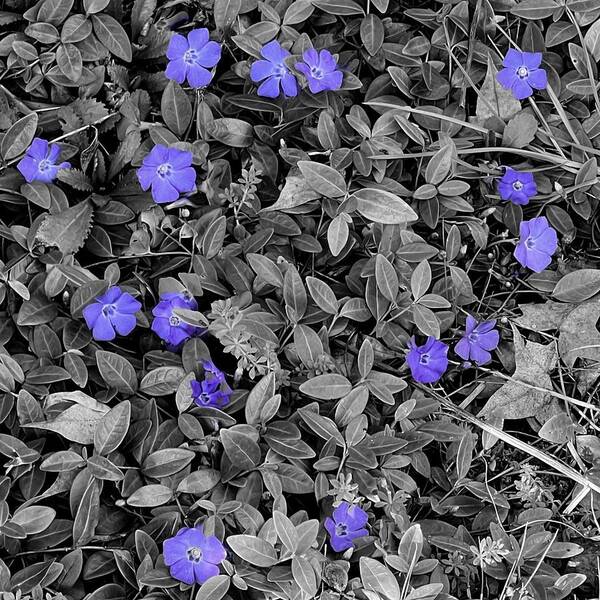 Vinca Poster featuring the photograph Signs of Spring #3 by Bonnie Bruno