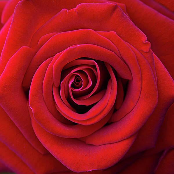 Red Rose Poster featuring the photograph A Red Rose for You by Vanessa Thomas