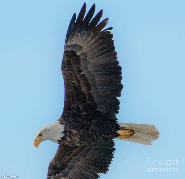 Eagle Poster featuring the photograph A Wing of Life and Strength by David Taylor